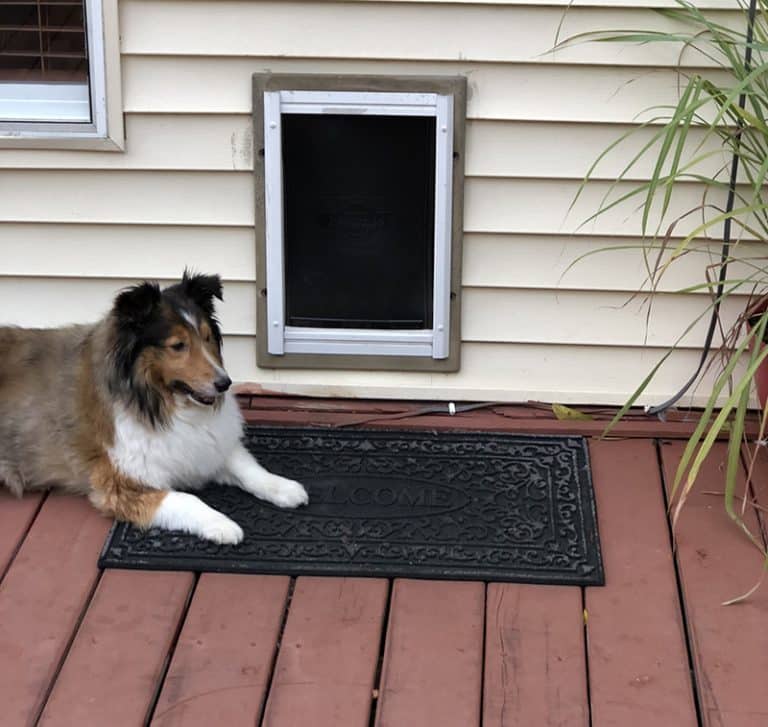 The 15 Best Dog Doors of 2023