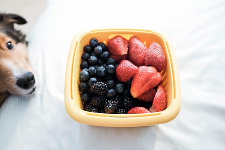 20 High Fiber Vet Fruits & Vegetables for Dogs