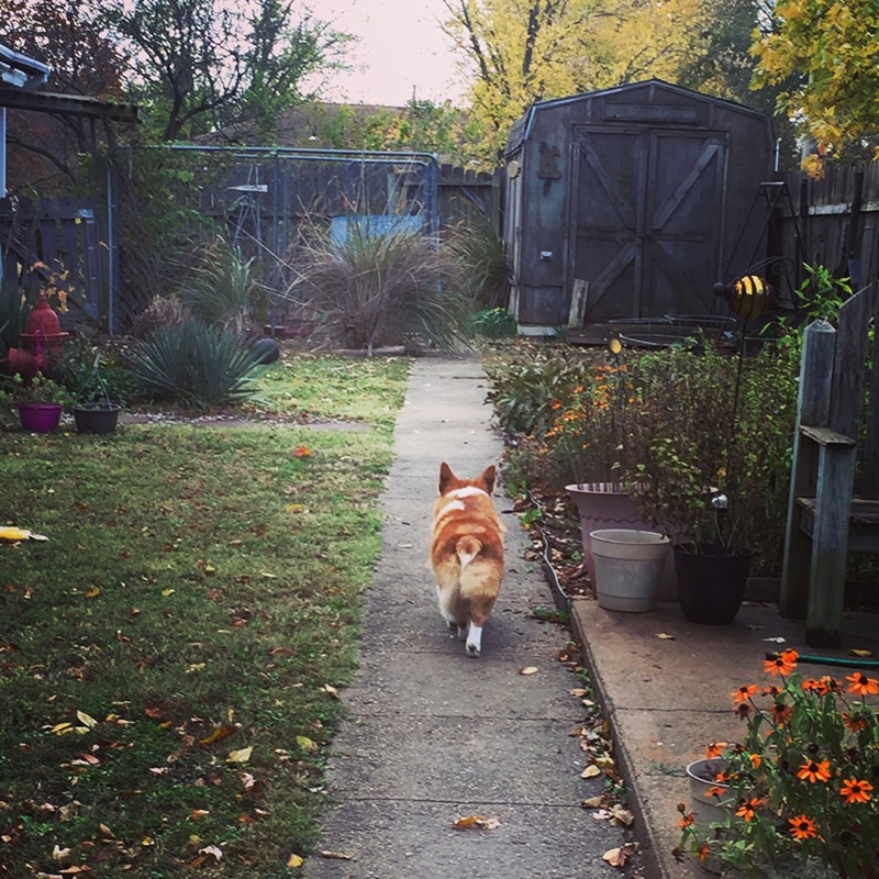 Corgi behinds