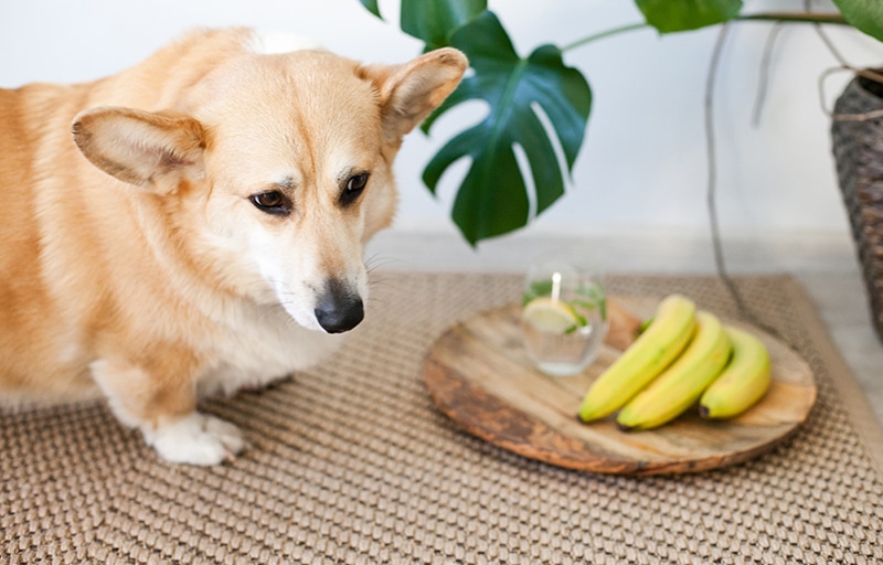 Corgi is about to eat his bananas