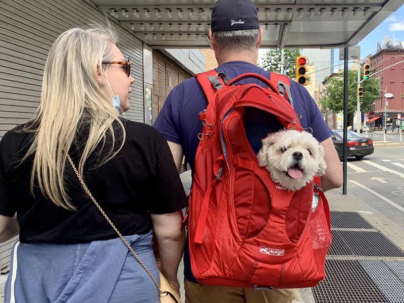couple are carrying their dog in a red Kurgo dog backpack carrier