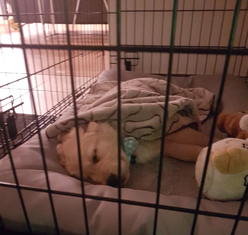 cute Golden puppy is cuddling in his chew proof pad in his crate
