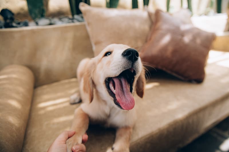 cute Golden Retriever dog is sitting on the sofa
