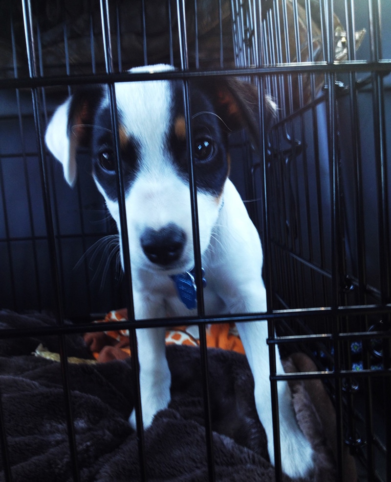 cute Jack Russell puppy is standing in his crate