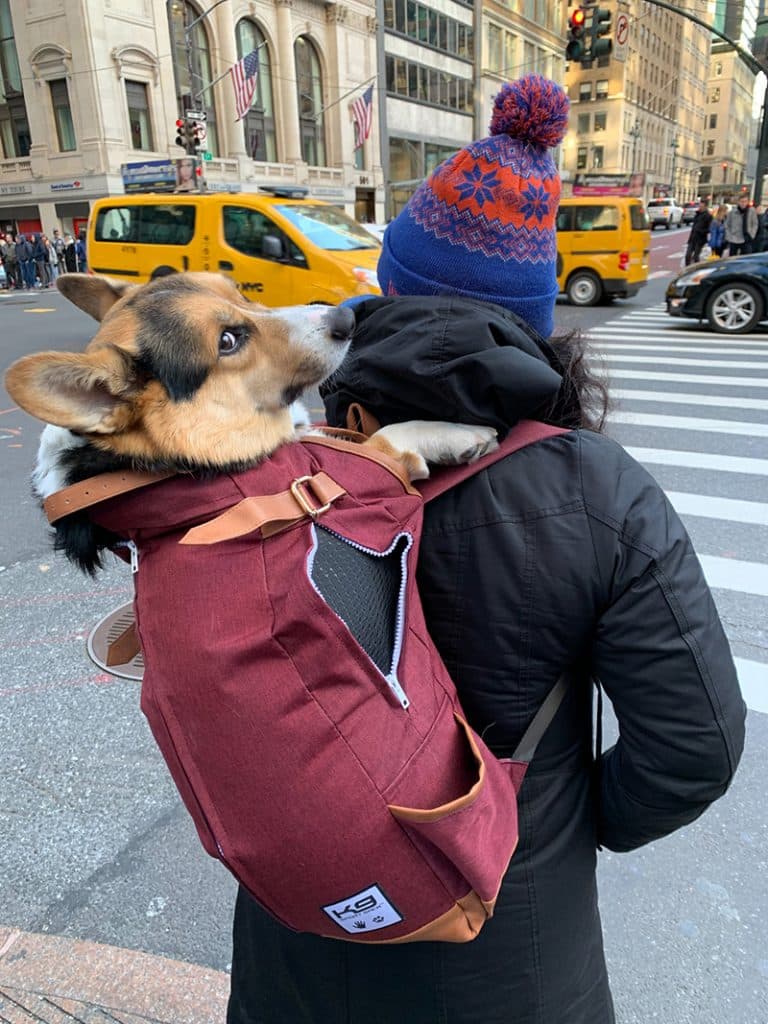 dog is carried in a red dog backpack carrier around New York city