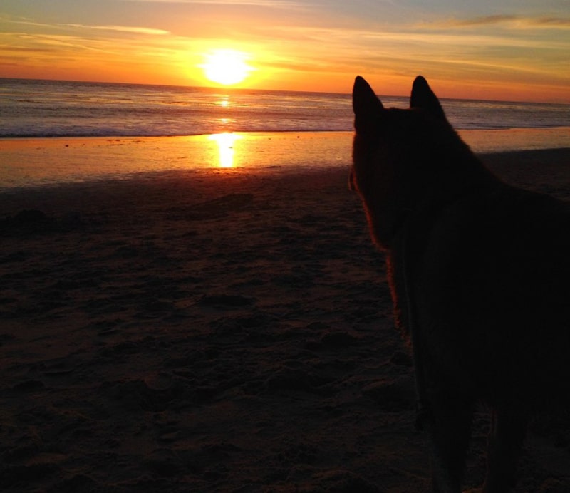 dog is enjoying the sunset at the beach