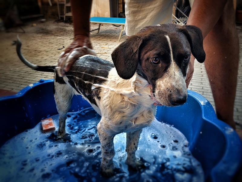 dog is given a bath by his owner in a blue dog bath tub