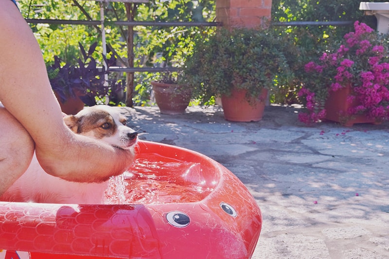 dog is having a bath in the summertime in the garden in a red tub