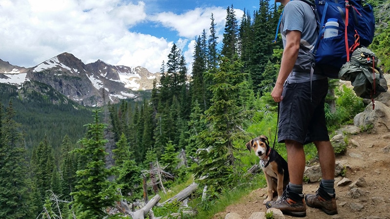 dog is hiking with his owner in the woods while wearing a gps tag