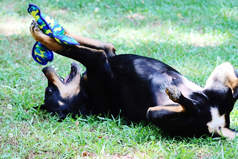 dog is playing with his outdoor toy while laying upside down on the grass