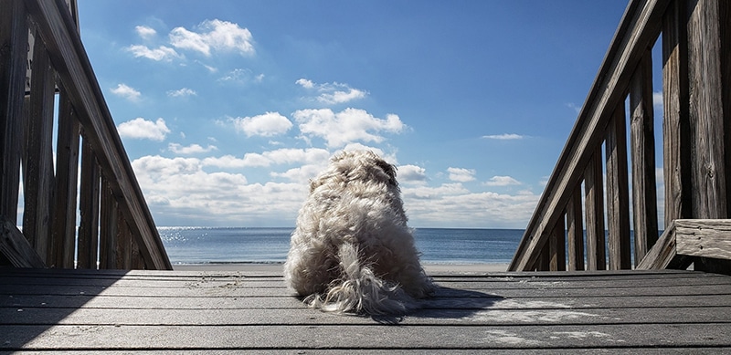 dog is resting after expressing his anal glands naturally and staring at the sea