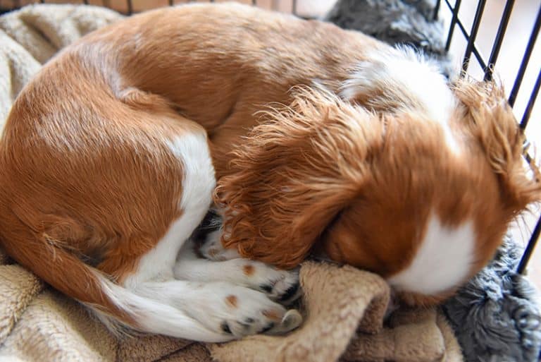 The 12 Best Chew Proof Crate Pads of 2023