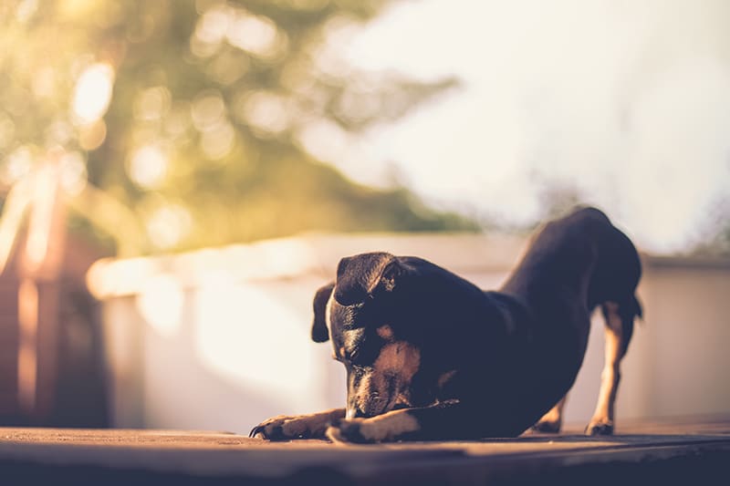 dog is trying to express is anal glands naturally