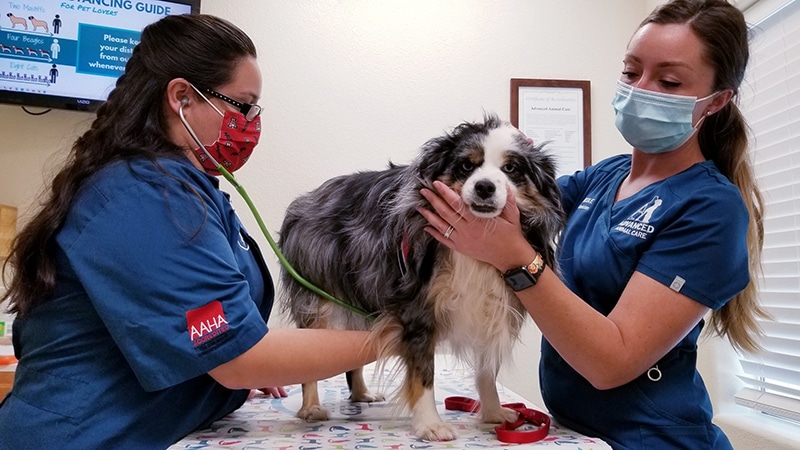 dog visiting the vet