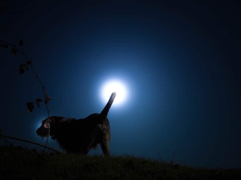 dogs tail touching the moon