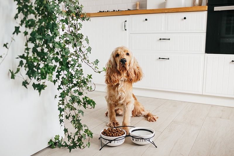 English cocker spaniel dog posing to the camera next to his elevated food and water bowls