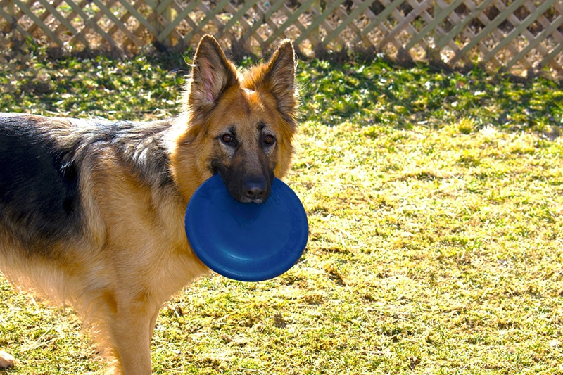 German Shepherd holding a blue indestructible frisbee in her mouth