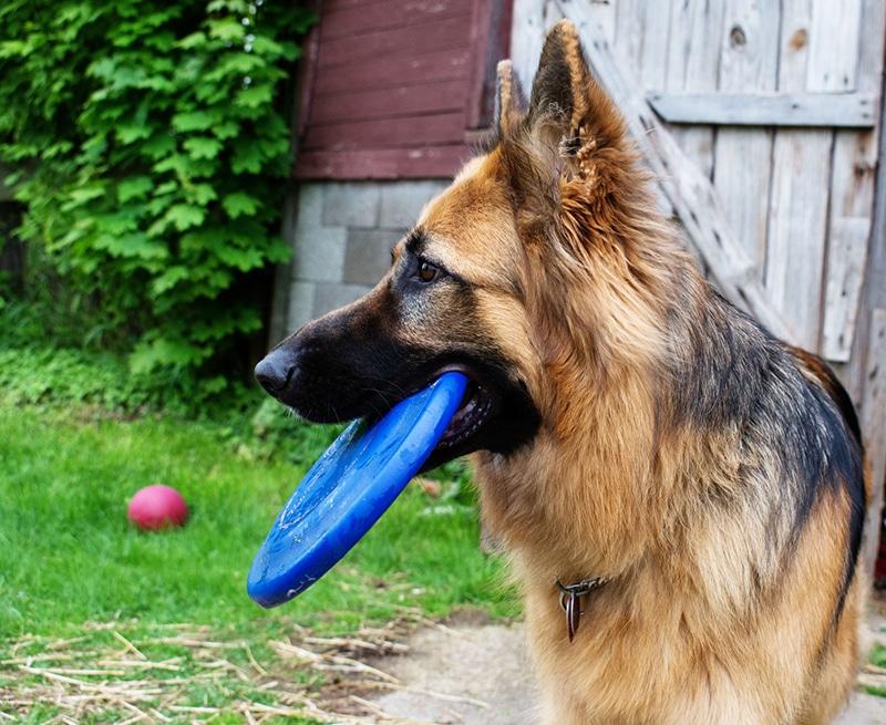 German Shepherd with a blue frisbee in his mouth