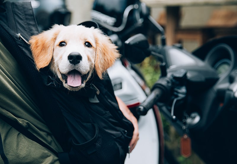 Golden Retriever dog puppy is being carried in a black backpack carrier by owner