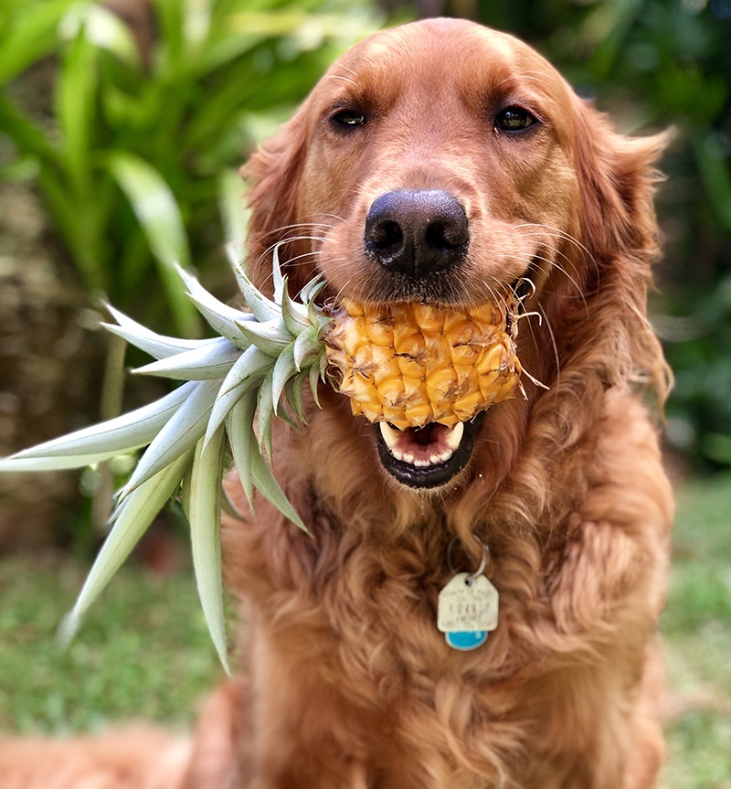 Golden Retriever fetching a pineapple