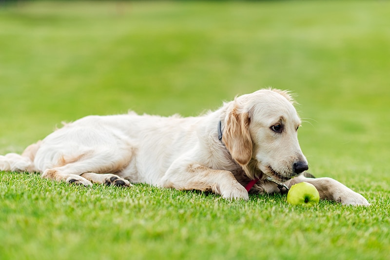 Golden Retriever is enjoying his green apple