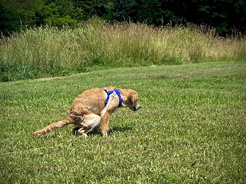 Golden Retriever pooping and expressing his anal glands naturally