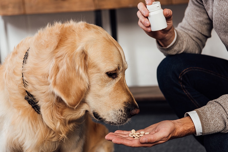 Golden Retriever receiving his fiber supplements