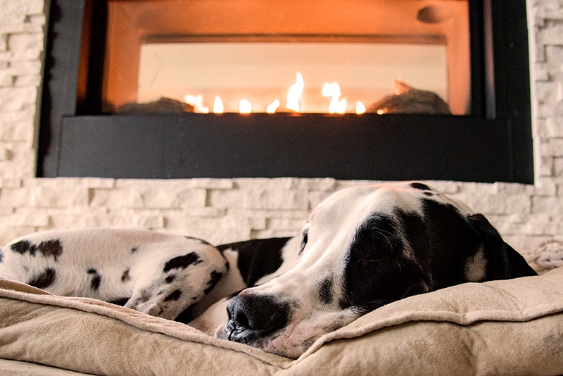 Great Dane is cuddling in his bed in the Livingroom