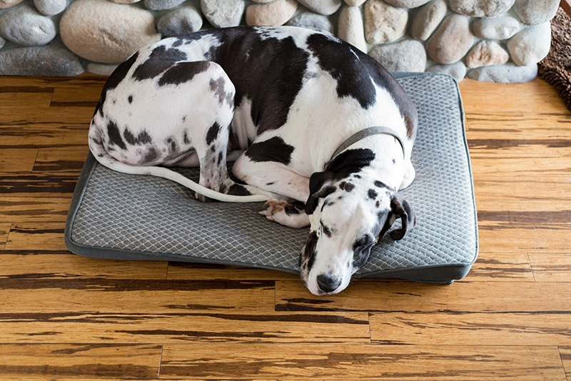 Great Dane is sleeping in a smaller bed