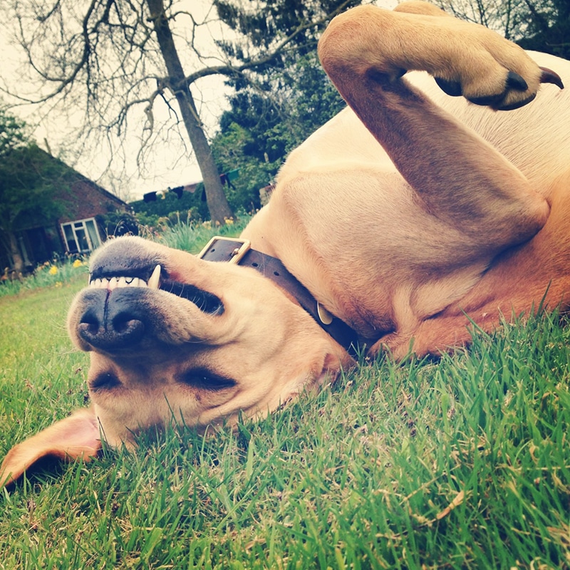 happy dog rolling on the grass and smiling while wearing a wide leather collar