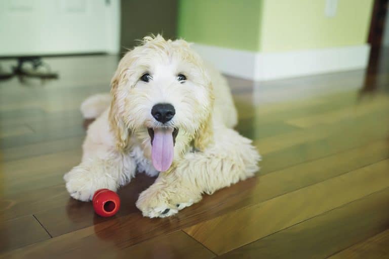happy labradoodle playing with a chew toy