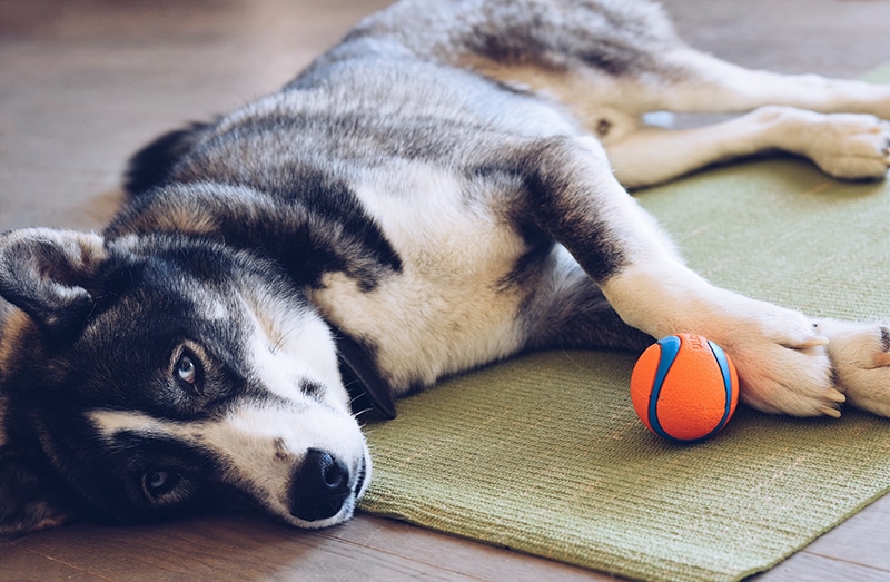 Huskie dog is laying next to his durable ball