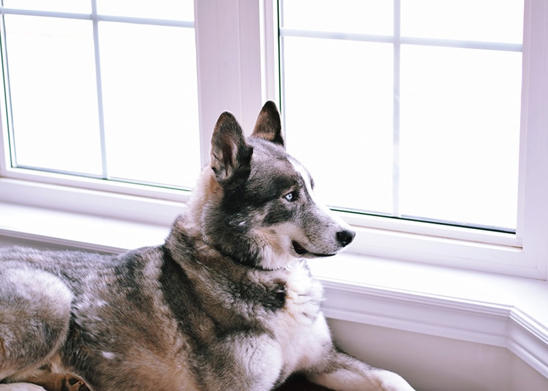 Huskie is sitting on an elevated bed staring out of the window