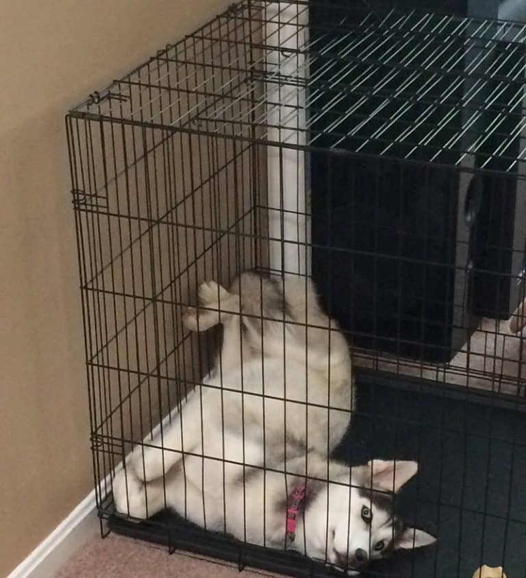 The 12 Best Chew Proof Crate Pads of 2023