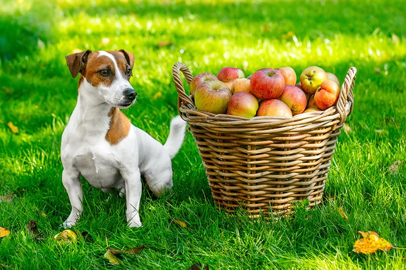 jack russell is sitting next to a basket full of red apples
