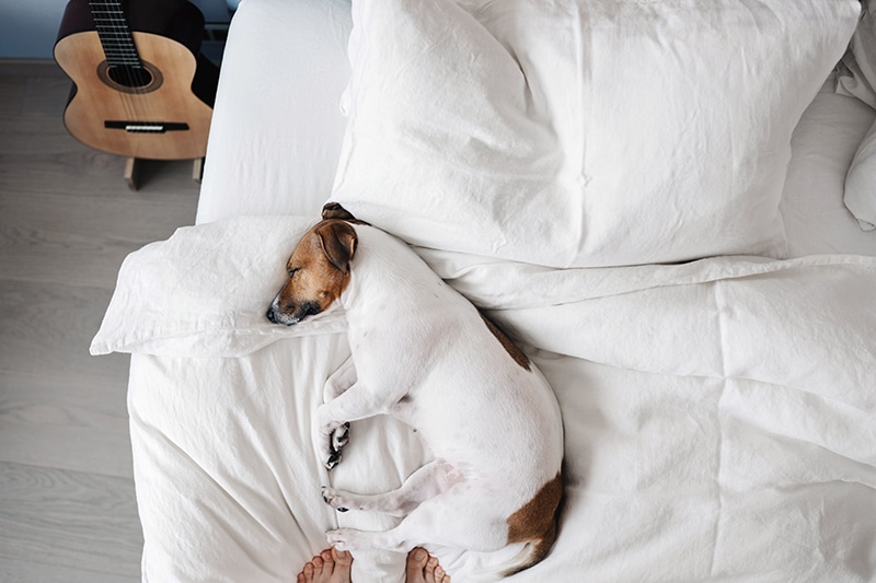 Jack Russell is sleeping on a dog proof bedding
