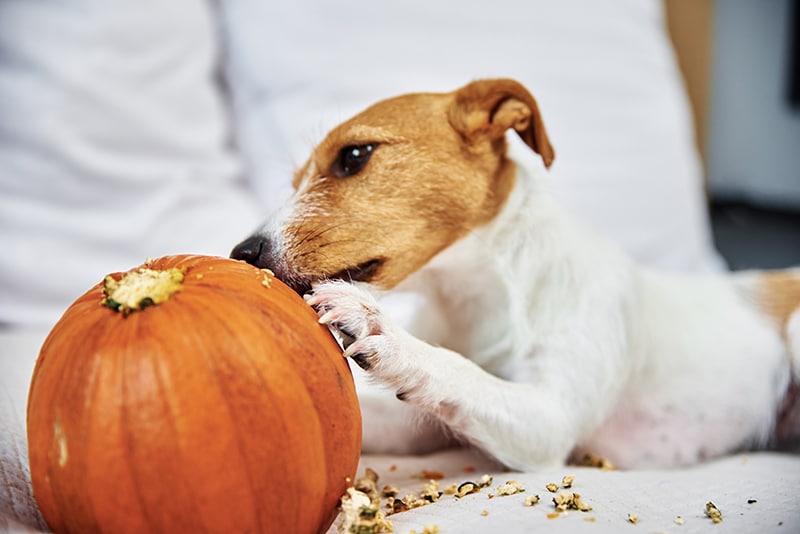 Jack Russell trying to eat pumpkin