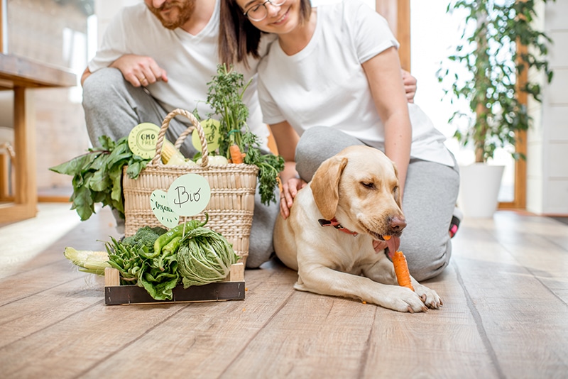 Labrador is eating carrot next to  his parents