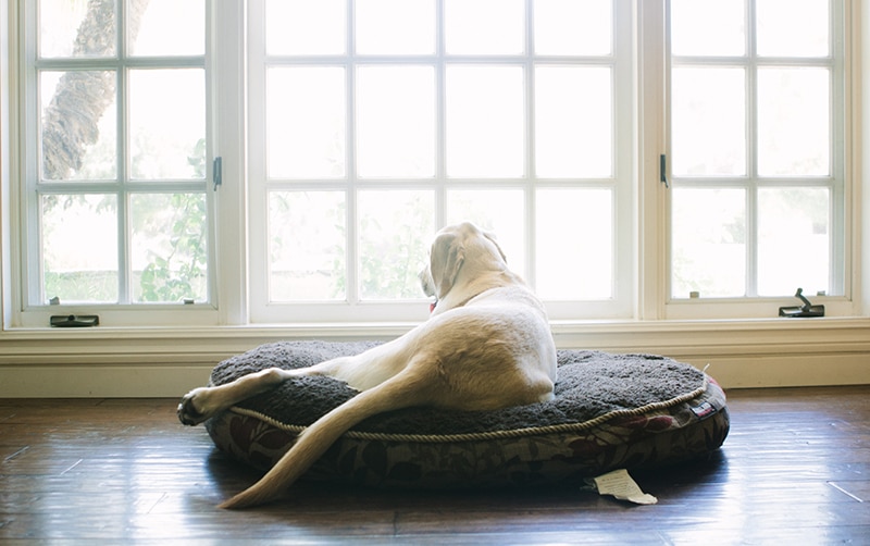 Labrador is laying on his large bed and staring outside