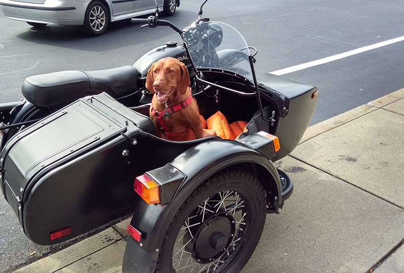 large breed is riding the motorcycle with his owner in a dog seat