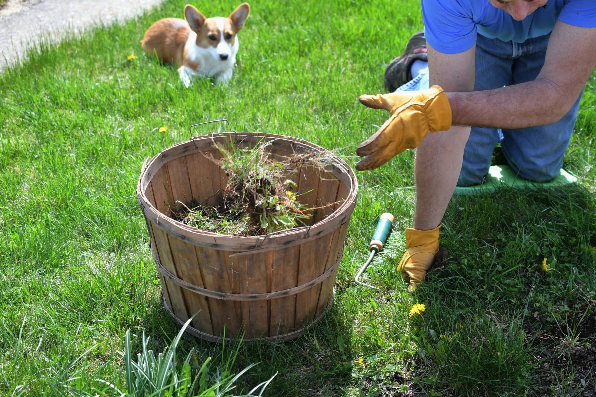 11 Best Vet Recommended Dog Safe Weed Killers Of 2024   Man Doing Yard Work Chores By Pulling Weeds Grass 2021 09 04 08 12 11 Utc 2048x1365 