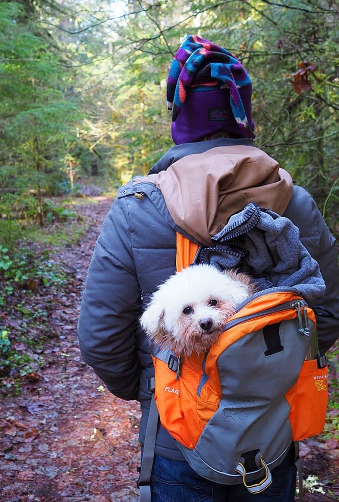 man is hiking while carrying his dog in an orange backpack carrier