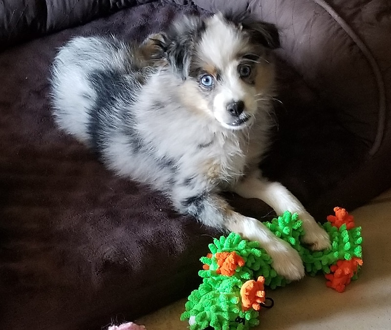 Miniature Australian Shepherd named Cody is playing with his green toy