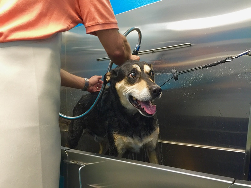 mixed breed dog is enjoying a good bath
