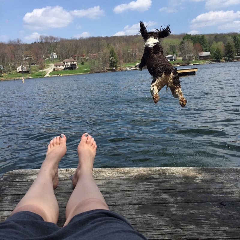 mixed breed dog is happily jumping into the lake