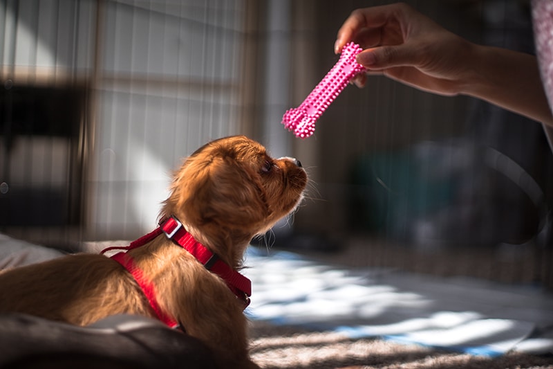 owner giving her puppy a teething pink toy