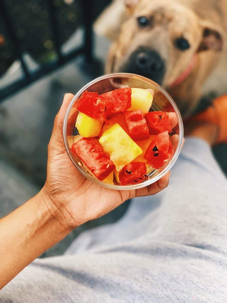 owner is giving his brown dog watermelon and pineapple