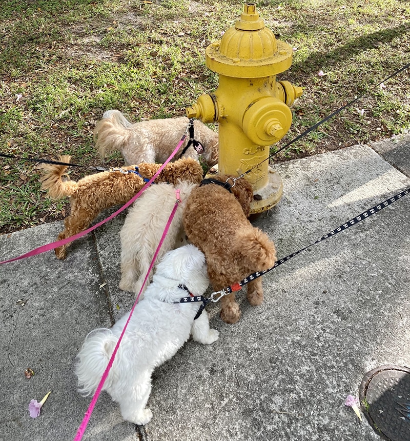 pack of terrier dogs is gathering next to a yellow fire hydrant