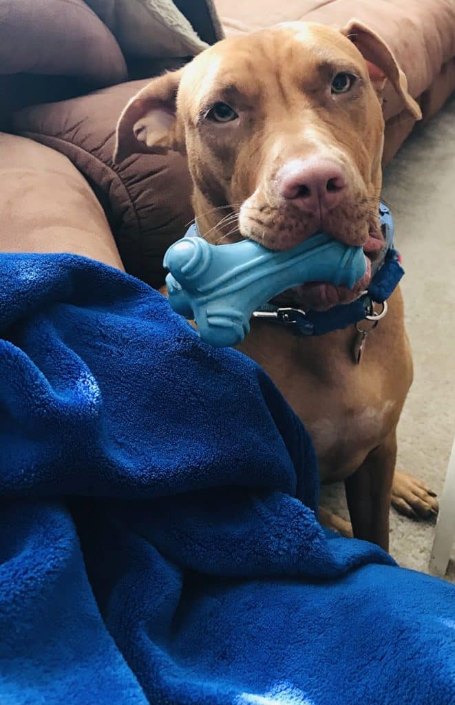 Pitbull is holding a durable toy in his mouth wanting to play