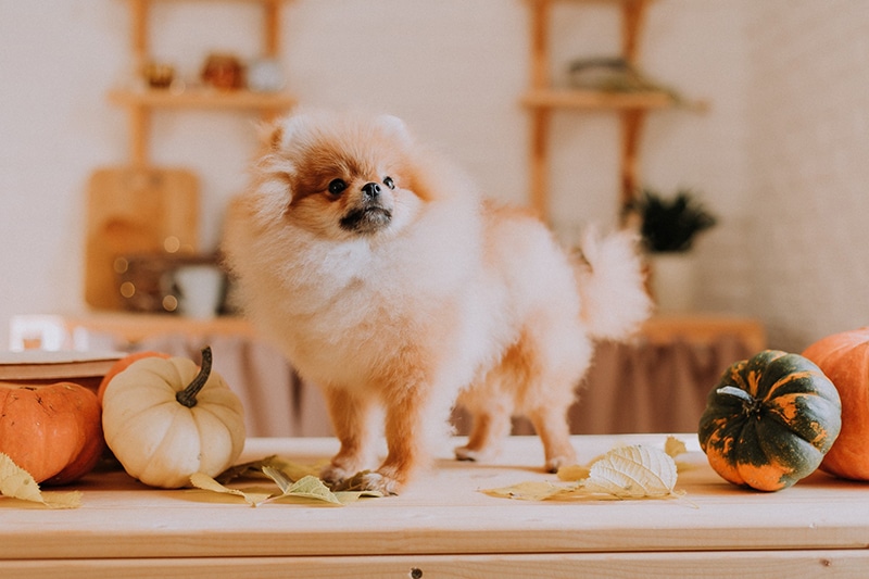 Pomeranian is posing next to pumpkins
